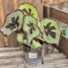 Begonia Mason Mountain