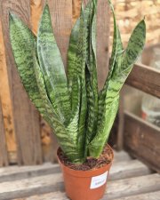 Sansevieria Zeylanica