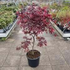 Acer palmatum Red Emperor, Japansk Blodlönn, 100 C20