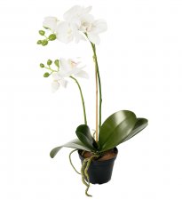 Phalaenopsis Vit 45cm