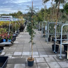Sorbus aucuparia Fingerprint ®, Pelarrönn, utr 150-175 C7,5