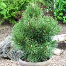Pinus heldreichii Malinki