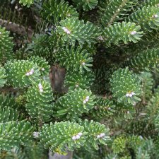 Abies koreana Tordis