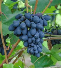 Vitis vinifera Attika