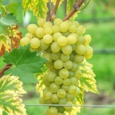 Vitis vinifera Millenium