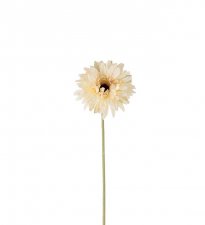 Gerbera Creme 55cm