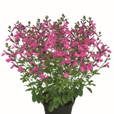 Salvia Visional Pink, stickling 2-pack
