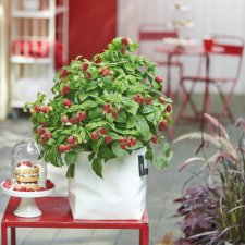 Rubus idaeus BrazelBerry ® Raspberry Shortcake ®, Hallon/Krukhallon, 25-30 C4,5