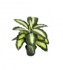 Prickblad Grön 48cm