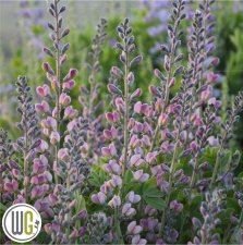 Baptisia hybr. Pink Truffles ®, Färgväppling