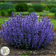 Nepeta faassenii Cat´s Pajamas ®, Kantnepeta / Kattmynta, C3