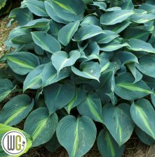 Hosta hybr. Touch of Class ®, Funkia
