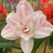 Amaryllis Candy Belle ®