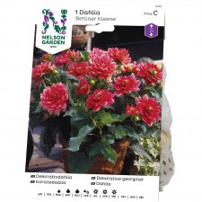 Dahlia Dekorativ Berliner Kleene, Rosa