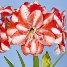 Amaryllis Jolly Majesty ®