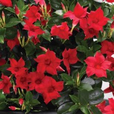 Mandevilla Sundaville ® Classic Red, stickling 2-pack
