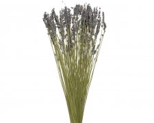 Bukett Torkad Lavendel Lila 50cm