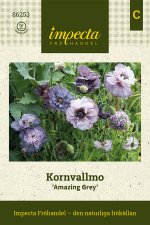 Vallmo, Korn-, Amazing Grey