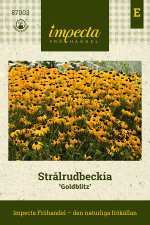 Rudbeckia, Strål-, Goldblitz