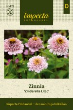 Zinnia, Zinderella Lilac