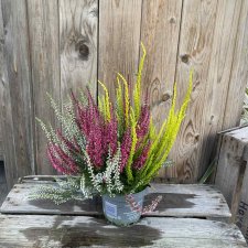 Calluna Garden Girls Trio