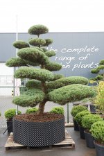 Juniperus virginiana Hetzii