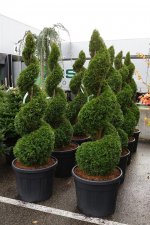 Thuja occidentalis Smaragd