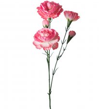 Elegansnejlika Rosa 65cm