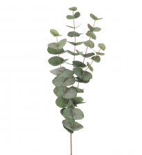 Eucalyptus Grön 60cm