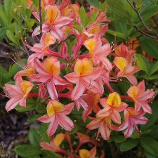 Rhododendron ghent Josephine Klinger, Ghentazalea, 40-50 C5