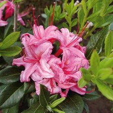 Rhododendron viscosa Westons Sparkler, Sommar Azalea, 40-50 C5