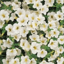 Småpetunia, Stickling, Million Bells Cabaret ® White