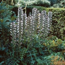Acanthus hungaricus, Akantus, P9cm