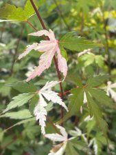 Acer palmatum Oridono-nishiki, Japansk Lönn