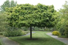 Acer platanoides Globosum, Klotlönn, 150 stam C10