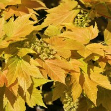 Acer pseudoplatanus Brilliantissimum, Tysklönn, 120 stam C7,5