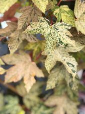Acer pseudoplatanus f. variegatum Esk Sunset