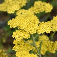 Achillea hybr. Little Moonshine, Röllika, P9cm