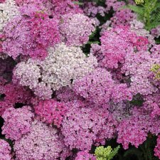 Achillea millefolium Pretty Belinda, Röllika