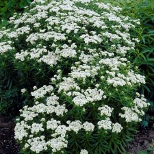 Achillea ptarmica Nana Compacta, Nysört