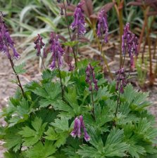 Aconitum Purple Sparrow, Stormhatt, SQ1