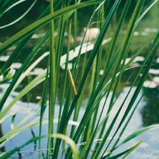 Acorus calamus, Kalmus, P9cm