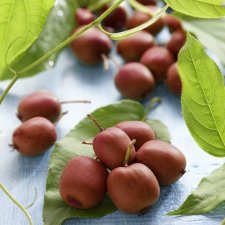 Actinidia arguta Ken´s Red