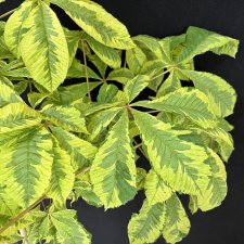 Aesculus x carnea Marginata