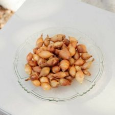 Sättlök Gul Shakespear EKO 250g