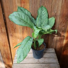 Aglaonema B.J. Freedman