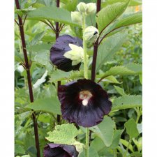 Alcea rosea Black Knight, Stockros, C11cm