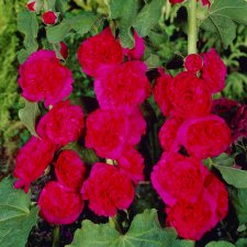 Alcea rosea Pleniflora Red, Stockros, P9cm