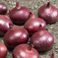 Sättlök Röd Red Karmen