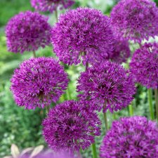 Kirgislök Allium aflatunense Purple Sensation 5st
